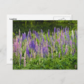 Carte Postale Photographie de lupine violette et rose (Devant / Derrière)
