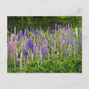 Carte Postale Photographie de lupine violette et rose
