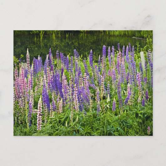 Carte Postale Photographie de lupine violette et rose (Devant)