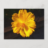 Carte Postale Photographie de macro à fleurs dorées (Devant)