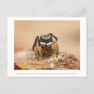 Carte Postale Photographie de macro Peacock Spider colorée