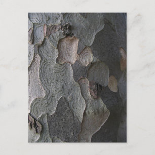 Carte Postale Photographie de macro Tree Bark