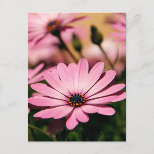 Carte Postale Photographie de Marguerite Africaine Violette