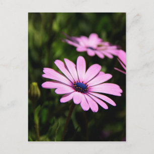 Carte Postale Photographie de Marguerite Africaine Violette