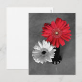 Carte Postale Photographie de Marguerite de Gerber éclaboussure (Devant / Derrière)