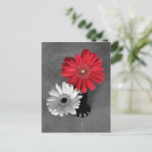 Carte Postale Photographie de Marguerite de Gerber éclaboussure (Debout devant)