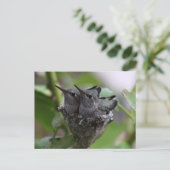 Carte Postale Photographie de mignon colibri (Debout devant)