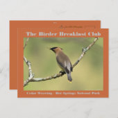 Carte Postale Photographie de Nature Bombycille du Cèdre Ornitho (Devant / Derrière)