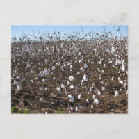 Photographie de Nature dans les Champs de Coton d'