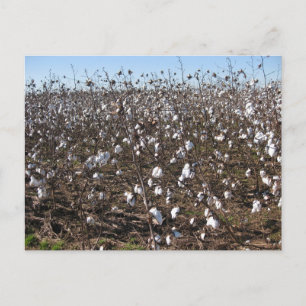 Carte Postale Photographie de Nature dans les Champs de Coton d'