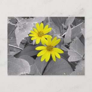 Carte Postale Photographie de Nature Fleurs Jaunes Sauvages