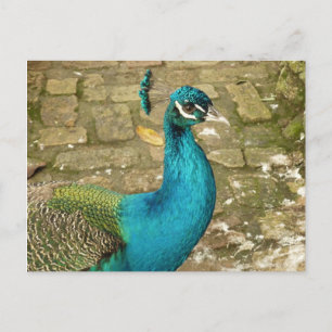 Carte Postale Photographie de nature magnifique de paon