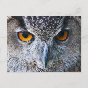 Carte Postale Photographie de Orange Owl Eyes