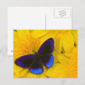 Carte Postale Photographie de papillon (Devant / Derrière)