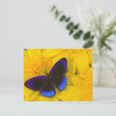 Carte Postale Photographie de papillon (Debout devant)