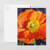 Carte Postale Photographie de pavot d'Islande orange (Devant / Derrière)