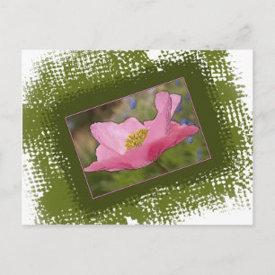 Carte Postale Photographie de Pavot Rose Assez