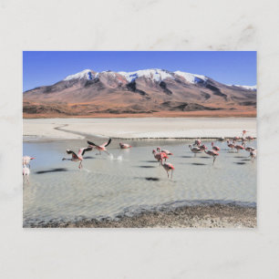 Carte Postale photographie de paysage bolivien avec des flamants