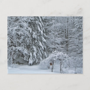 Carte Postale Photographie de paysage forestier enneigé en hiver