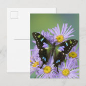 Carte Postale Photographie de Sammamish Washington de papillon (Devant / Derrière)