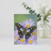 Carte Postale Photographie de Sammamish Washington de papillon (Debout devant)