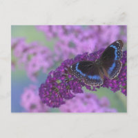 Photographie de Sammamish Washington de papillon
