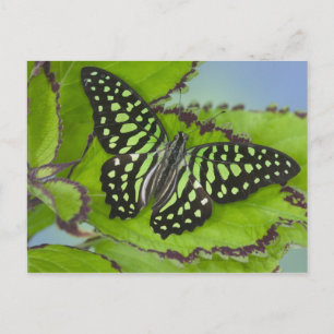 Carte Postale Photographie de Sammamish Washington de papillon