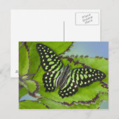 Carte Postale Photographie de Sammamish Washington de papillon (Devant / Derrière)