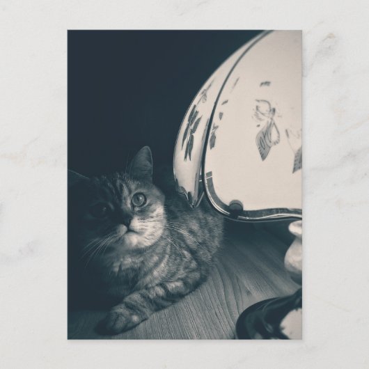 Carte Postale Photographie de style noir de chats et lampes (Devant)