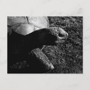 Carte Postale Photographie de tortue en noir et blanc