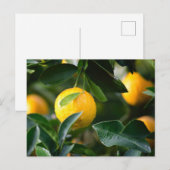 Carte Postale Photographie des fruits des citronniers (Devant / Derrière)