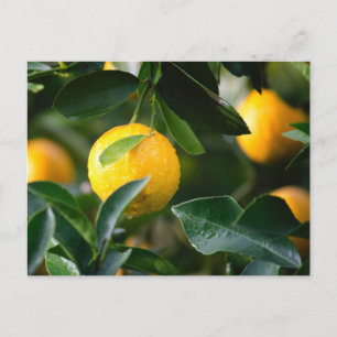 Carte Postale Photographie des fruits des citronniers