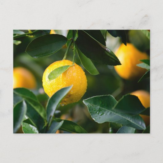 Carte Postale Photographie des fruits des citronniers (Devant)
