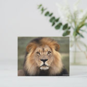 Carte Postale Photographie des lions (Debout devant)
