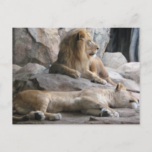 Carte Postale Photographie des lions qui dorment