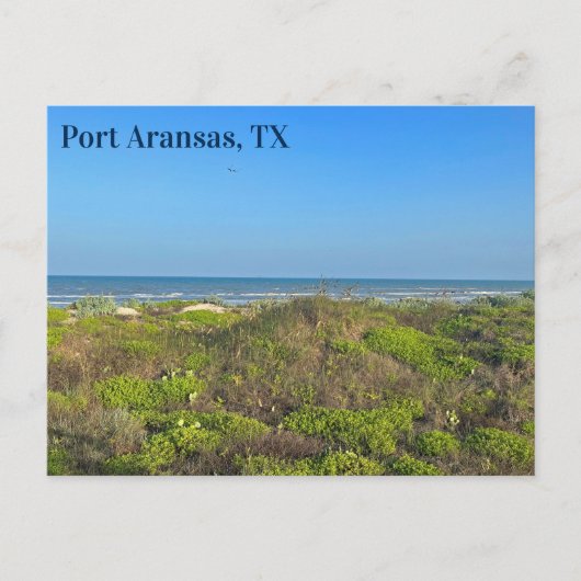 Carte Postale Photographie d'herbe de plage de Port Aransas Texa (Devant)