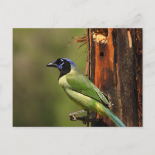 Carte Postale Photographie d'oiseau coloré Geai vert