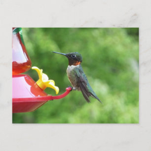 Carte Postale Photographie d'oiseaux Colibri à gorge rubis