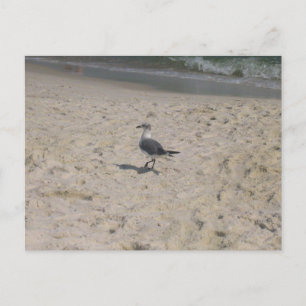 Carte Postale Photographie d'oiseaux de plage de Gulf Shores Ala