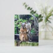 Carte Postale Photographie drôle d'écureuil mâle Animaux Noix Hu (Debout devant)