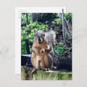 Carte Postale Photographie drôle d'écureuil mâle Animaux Noix Hu (Devant / Derrière)