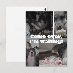 Carte Postale Photographie du Grand Danois 