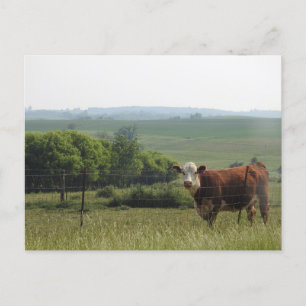 Carte Postale Photographie du Midwest   Belle vache et paysage
