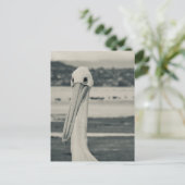 Carte Postale Photographie du pélican noir et blanc (Debout devant)