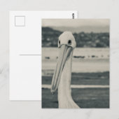 Carte Postale Photographie du pélican noir et blanc (Devant / Derrière)
