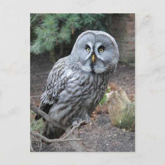 Carte Postale Photographie du portrait d'hibou (Devant)