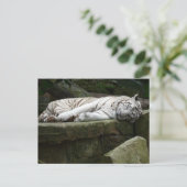 Carte Postale Photographie du tigre blanc du Bengale endormi (Debout devant)