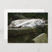 Carte Postale Photographie du tigre blanc du Bengale endormi (Devant / Derrière)
