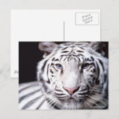 Carte Postale Photographie du tigre du Bengale blanc (Devant / Derrière)