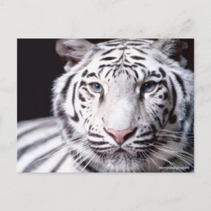 Carte Postale Photographie du tigre du Bengale blanc